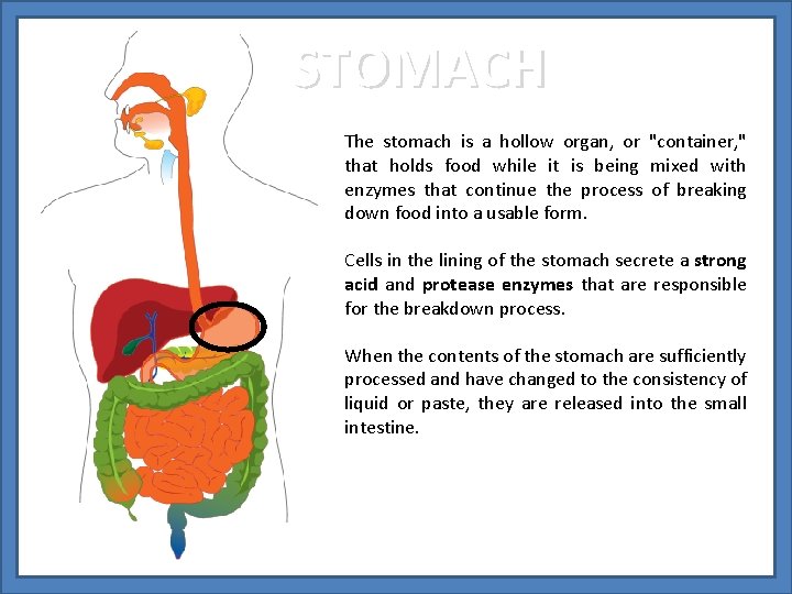 STOMACH The stomach is a hollow organ, or "container, " that holds food while