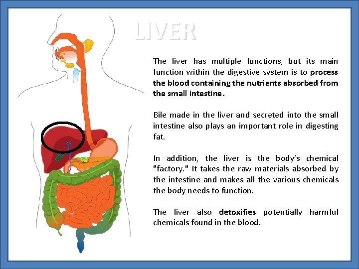 LIVER The liver has multiple functions, but its main function within the digestive system