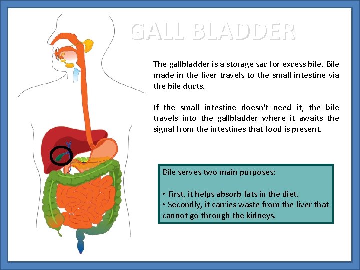 GALL BLADDER The gallbladder is a storage sac for excess bile. Bile made in