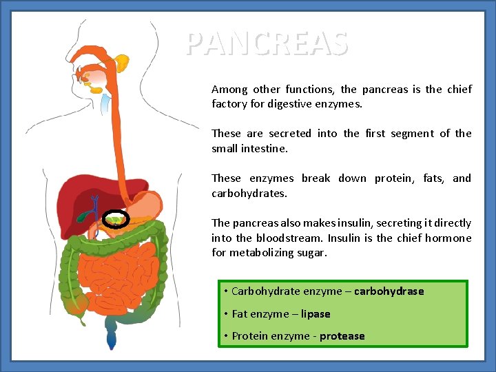 PANCREAS Among other functions, the pancreas is the chief factory for digestive enzymes. These
