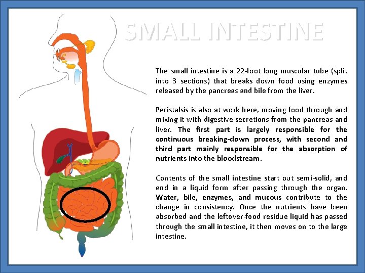 SMALL INTESTINE The small intestine is a 22 -foot long muscular tube (split into