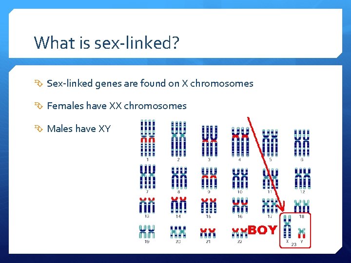 What is sex-linked? Sex-linked genes are found on X chromosomes Females have XX chromosomes