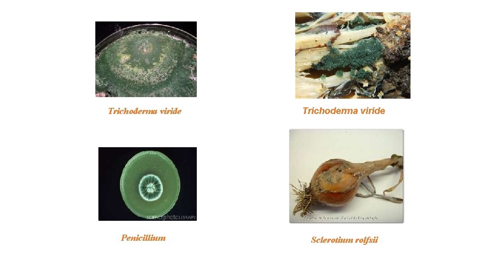 Trichoderma viride Penicillium Sclerotium rolfsii 