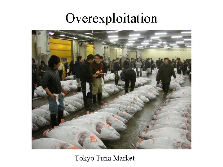 Overexploitation Tokyo Tuna Market 