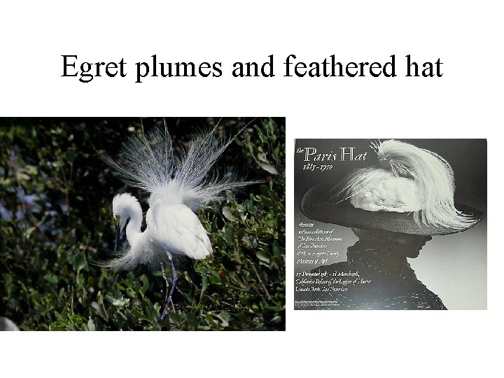 Egret plumes and feathered hat 