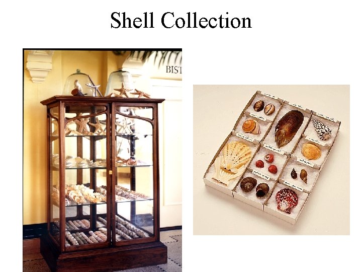 Shell Collection 