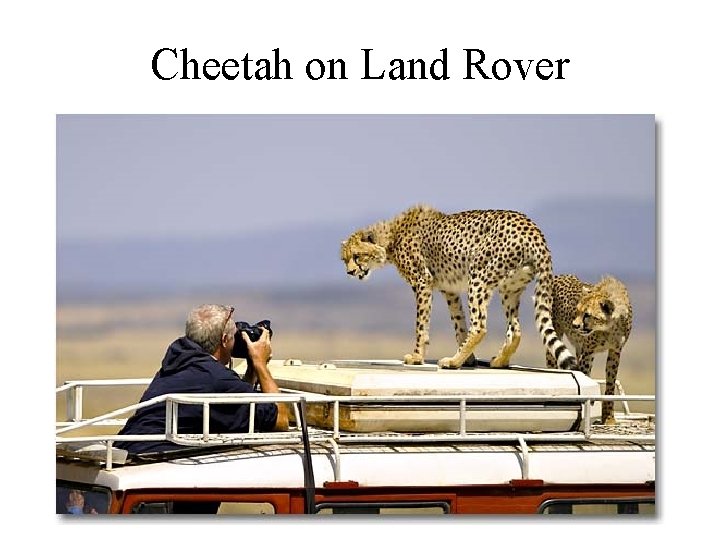 Cheetah on Land Rover 