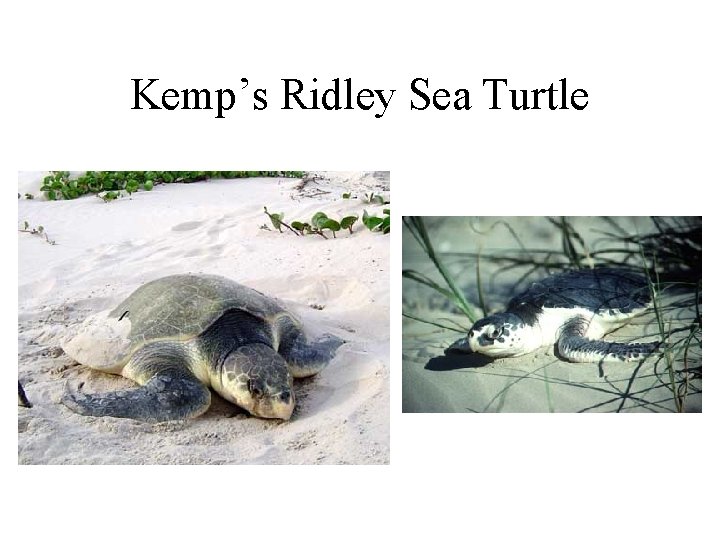 Kemp’s Ridley Sea Turtle 