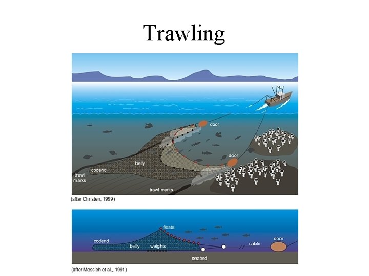 Trawling 