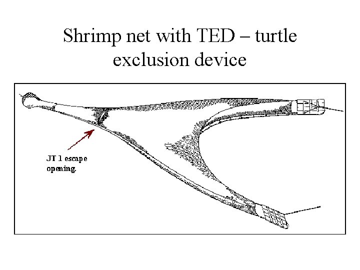 Shrimp net with TED – turtle exclusion device 