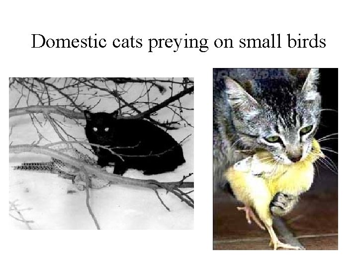 Domestic cats preying on small birds 