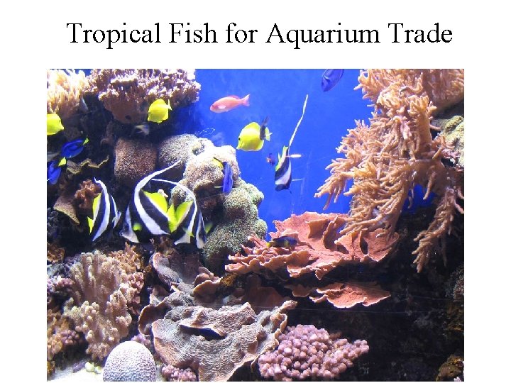 Tropical Fish for Aquarium Trade 