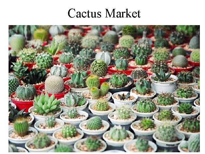 Cactus Market 