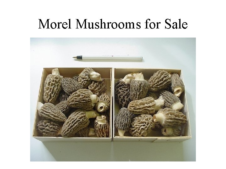 Morel Mushrooms for Sale 