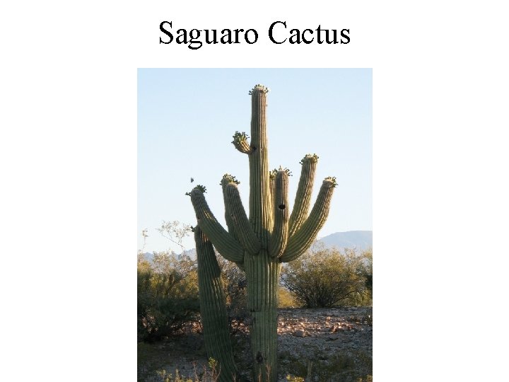 Saguaro Cactus 