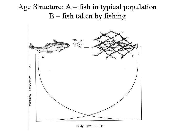 Age Structure: A – fish in typical population B – fish taken by fishing