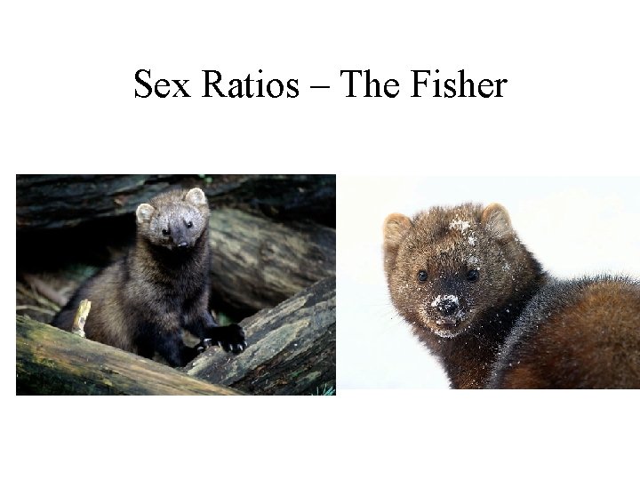 Sex Ratios – The Fisher 