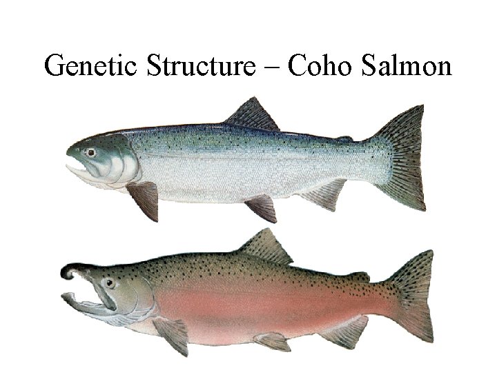 Genetic Structure – Coho Salmon 