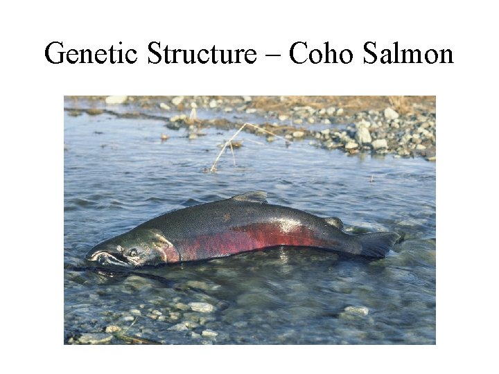 Genetic Structure – Coho Salmon 