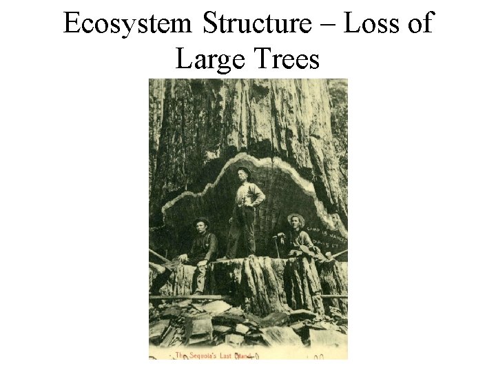 Ecosystem Structure – Loss of Large Trees 