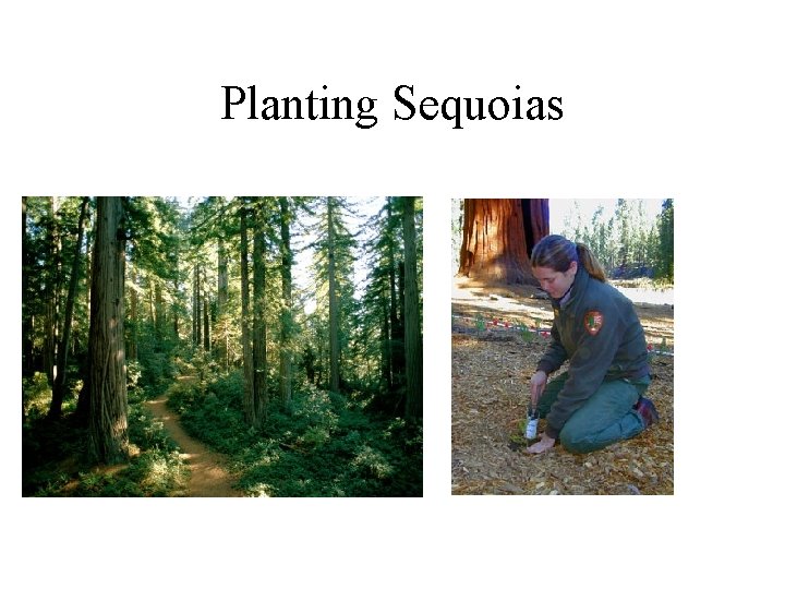 Planting Sequoias 