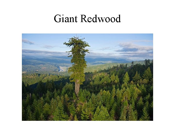 Giant Redwood 