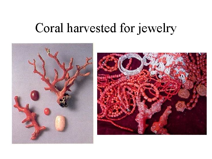 Coral harvested for jewelry 