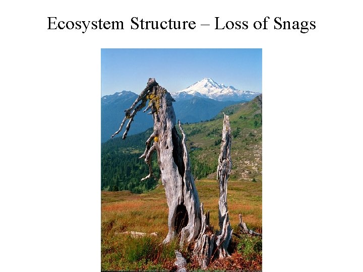 Ecosystem Structure – Loss of Snags 