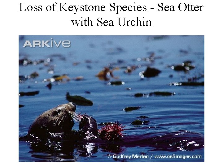 Loss of Keystone Species - Sea Otter with Sea Urchin 