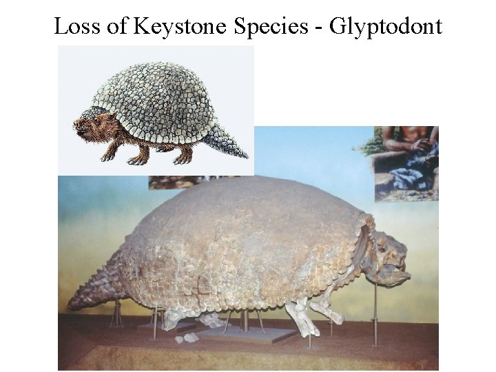 Loss of Keystone Species - Glyptodont 