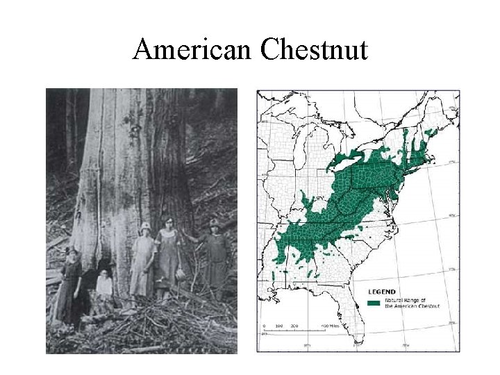 American Chestnut 