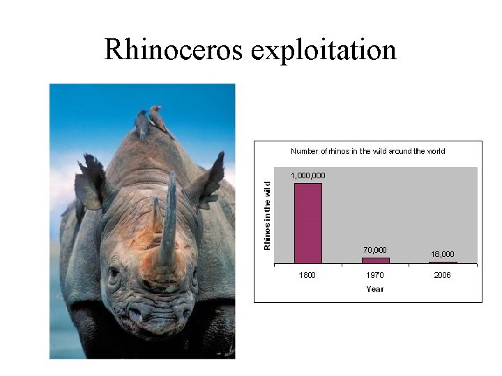 Rhinoceros exploitation 