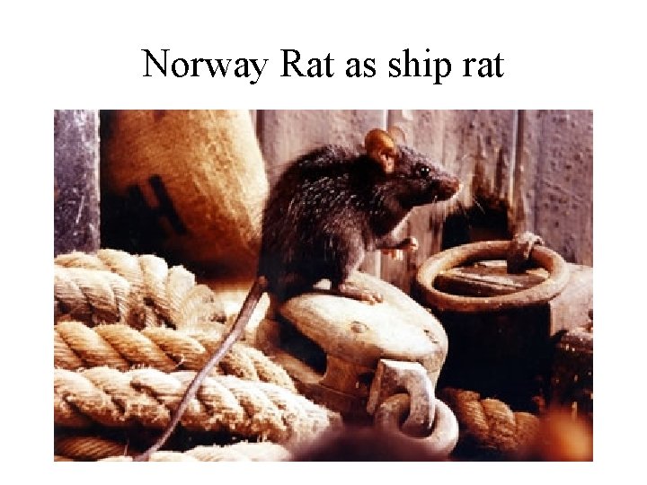 Norway Rat as ship rat 