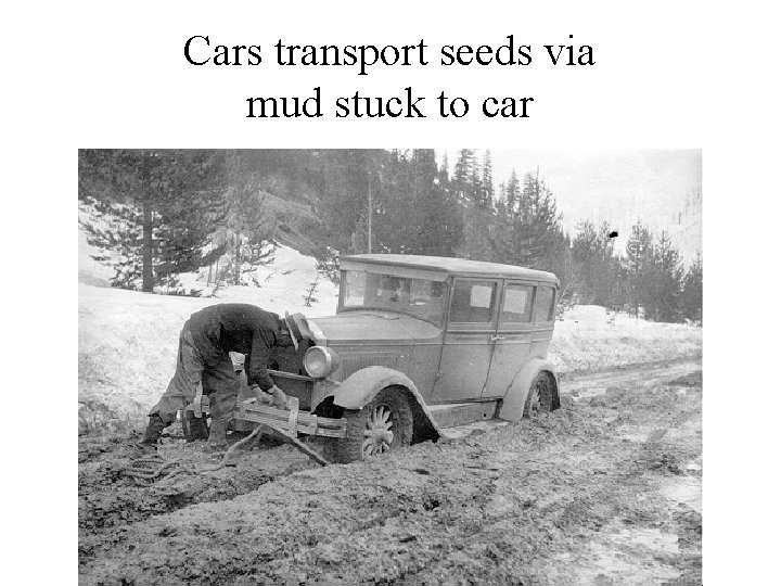 Cars transport seeds via mud stuck to car 