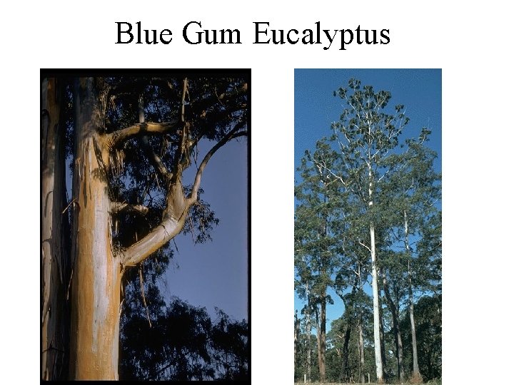 Blue Gum Eucalyptus 
