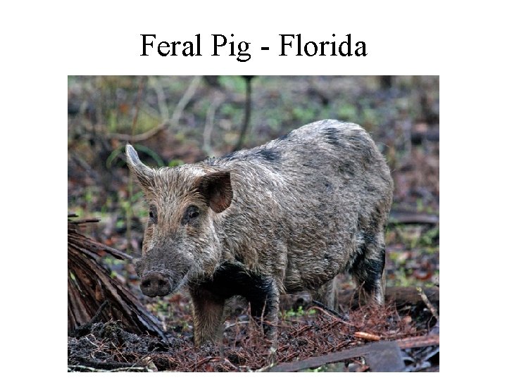 Feral Pig - Florida 