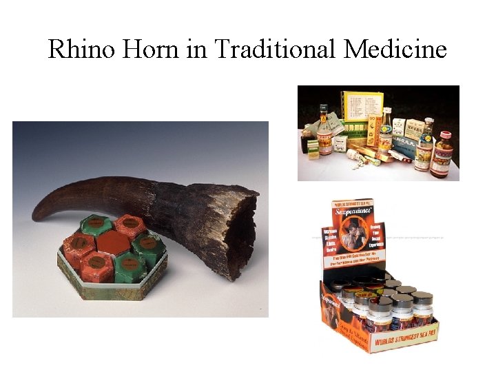Rhino Horn in Traditional Medicine 