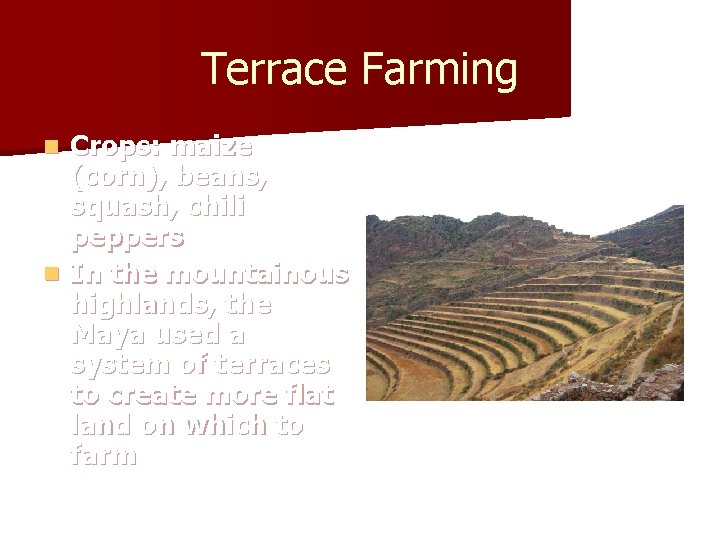 Terrace Farming Crops: maize (corn), beans, squash, chili peppers n In the mountainous highlands,