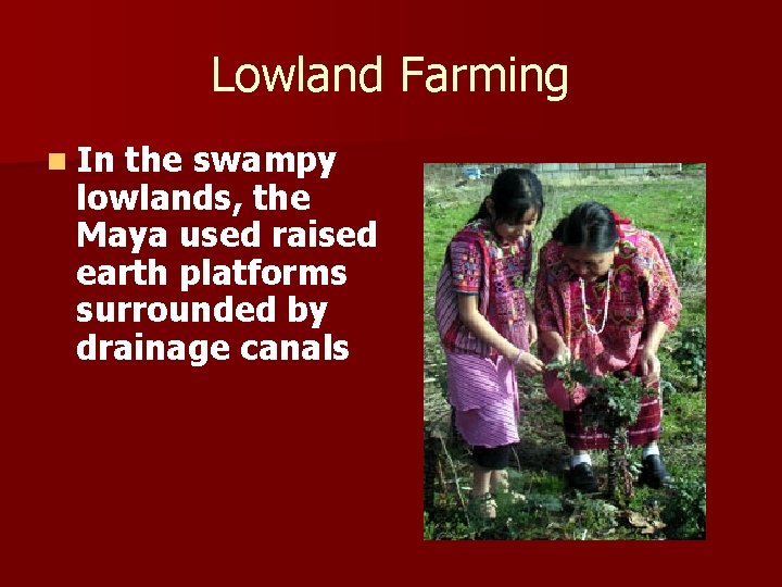 Lowland Farming n In the swampy lowlands, the Maya used raised earth platforms surrounded