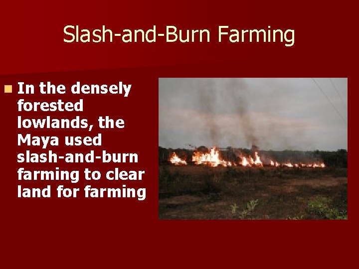 Slash-and-Burn Farming n In the densely forested lowlands, the Maya used slash-and-burn farming to