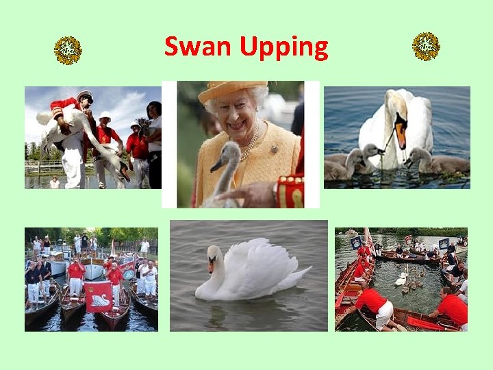 Swan Upping 