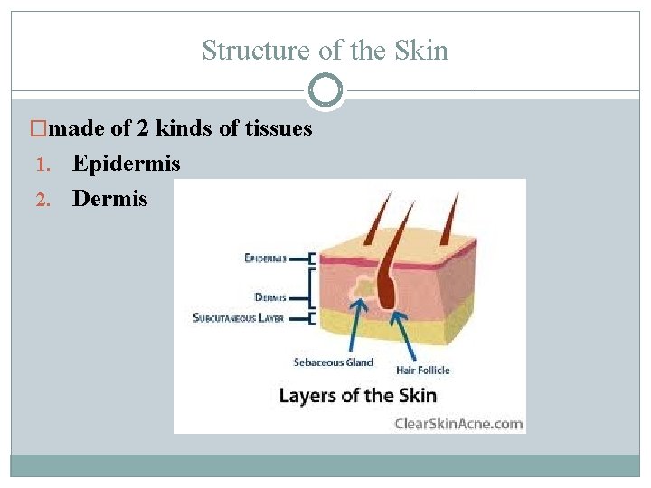 Structure of the Skin �made of 2 kinds of tissues 1. Epidermis 2. Dermis