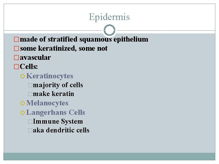 Epidermis �made of stratified squamous epithelium �some keratinized, some not �avascular �Cells: Keratinocytes �majority