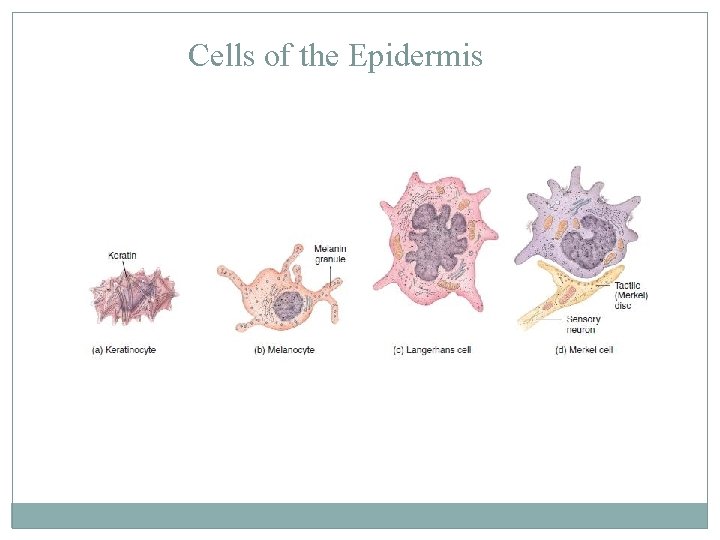 Cells of the Epidermis 