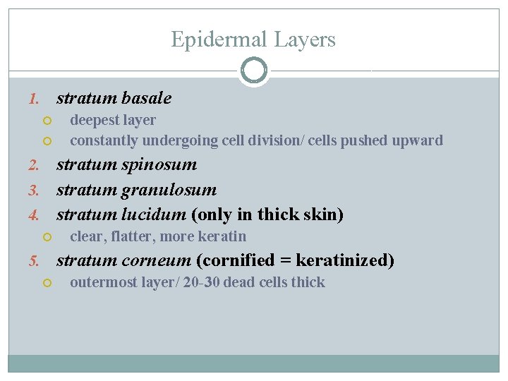 Epidermal Layers 1. stratum basale deepest layer constantly undergoing cell division/ cells pushed upward