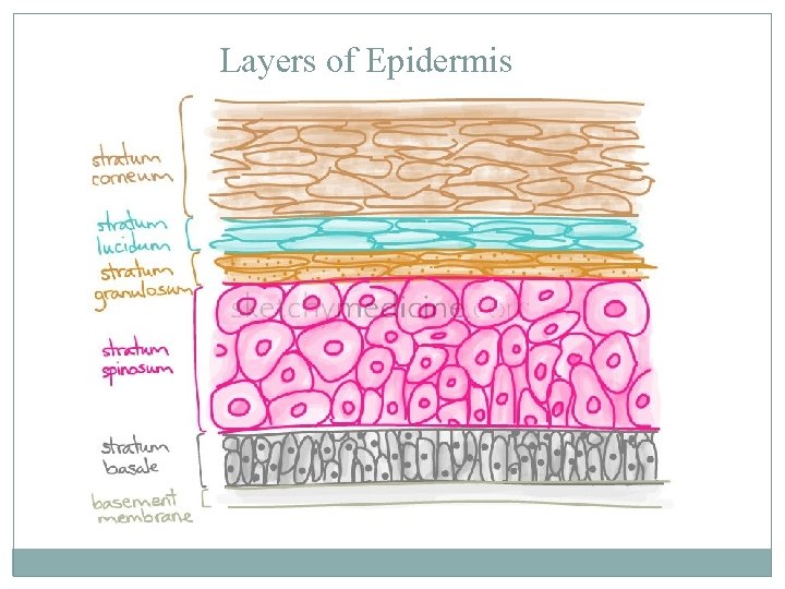 Layers of Epidermis 