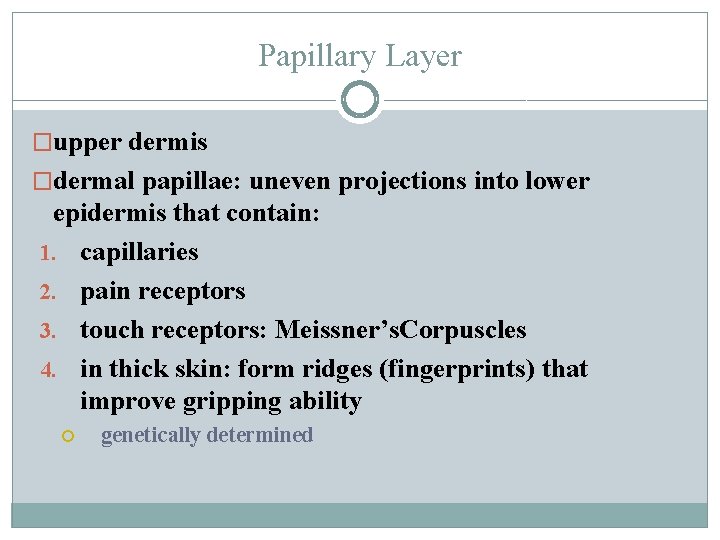 Papillary Layer �upper dermis �dermal papillae: uneven projections into lower epidermis that contain: 1.