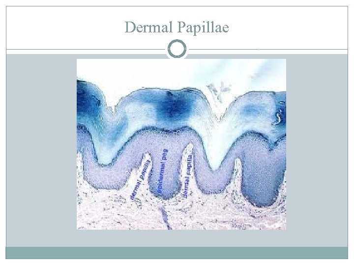 Dermal Papillae 