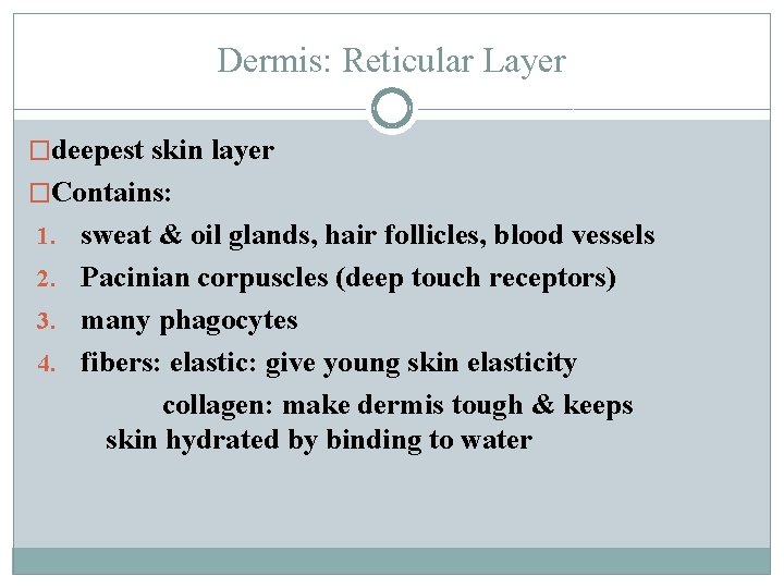 Dermis: Reticular Layer �deepest skin layer �Contains: 1. sweat & oil glands, hair follicles,