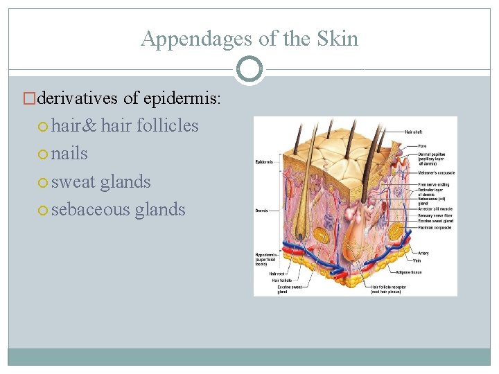 Appendages of the Skin �derivatives of epidermis: hair& hair follicles nails sweat glands sebaceous